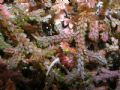 Selaginella denticulata